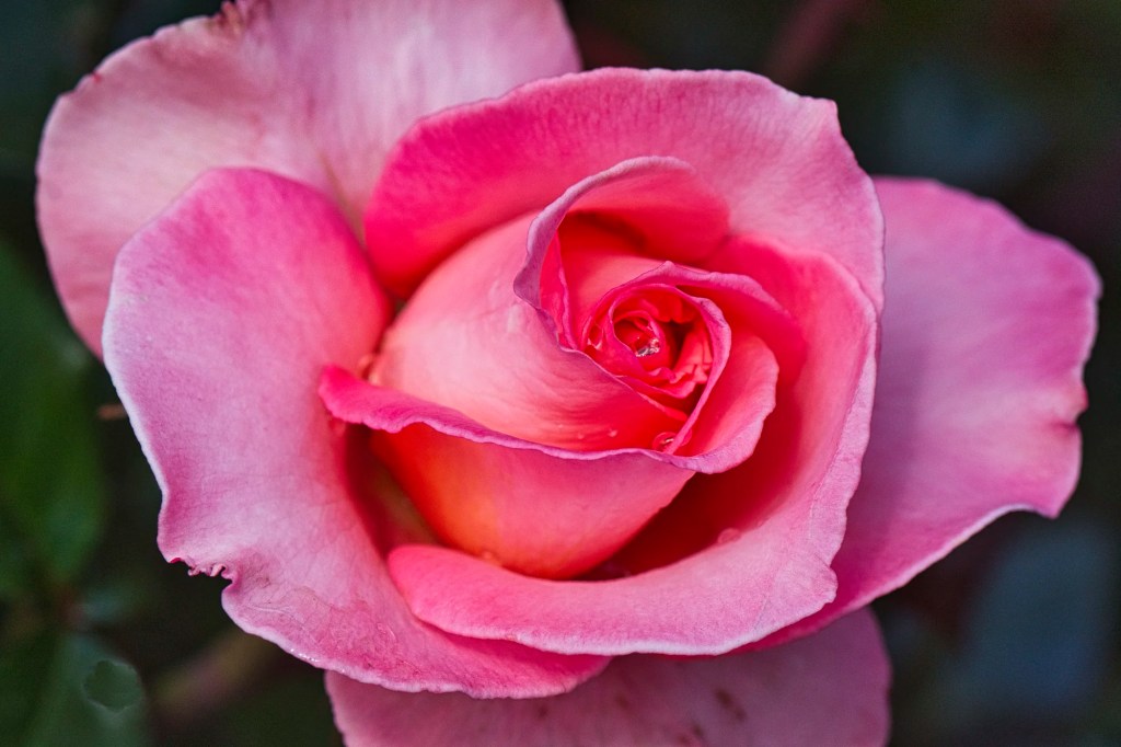Red Tea Rose, Christchurch Botanic Gardens, NZ