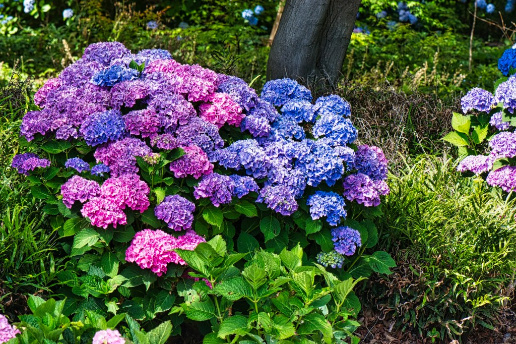 Bigleaf Hydrangea, Christchurch Botanic Gardens, NZ