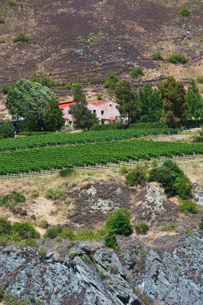 Vineyards, Kawarau River, NZ
