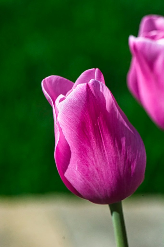 Canadian Tulip Festival, Ottawa