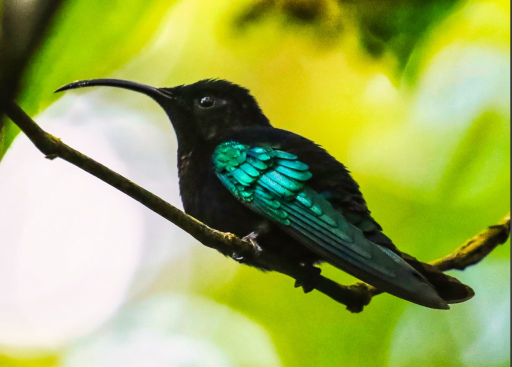 Purple-throated Carib, Des Cartiers Rainforest Trail