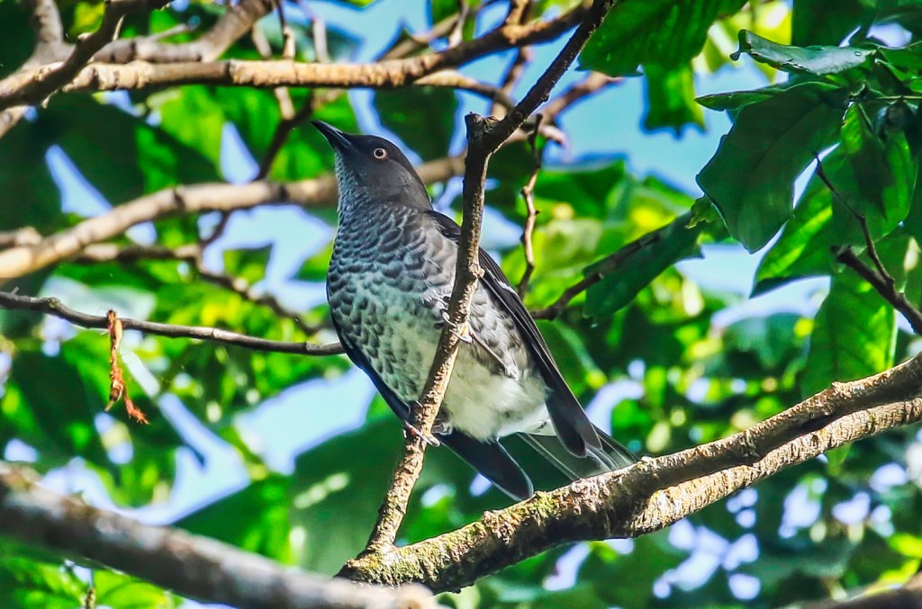 Scaly-breasted Thrasher, Belvedere Rd, St. Lucia
