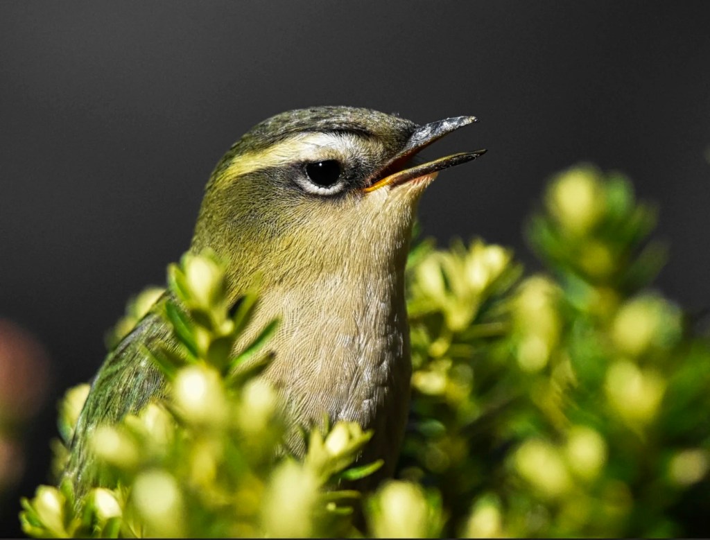 South Island Wren, Homer Saddle, Fiordland, NZ © Daniele Mitchell