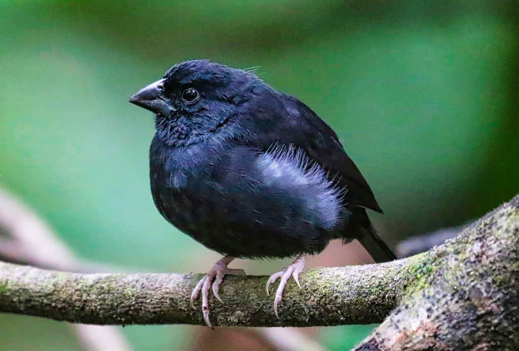 St. Lucia Black Finch, Des Cartiers Rainforest Trail