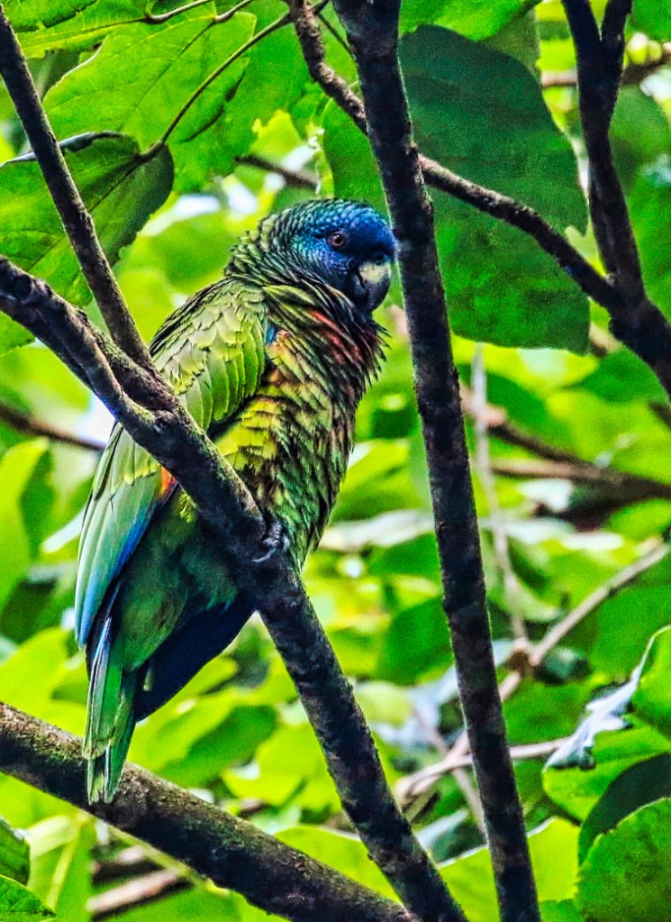 St Lucia Parrot, Des Cartiers Rainforest Trail