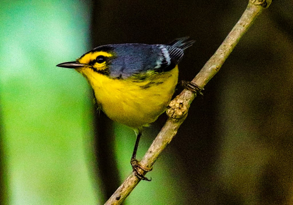 St. Lucia Warbler, Belvedere Rd, St. Lucia