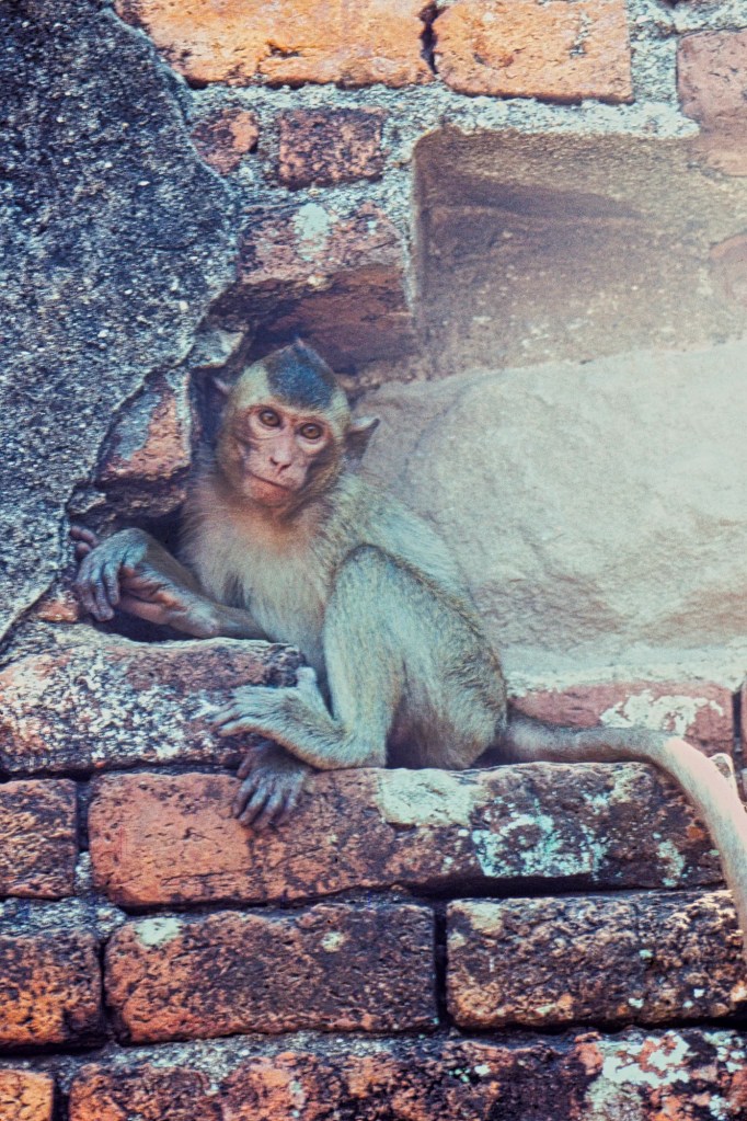 Monkey's Temple, Lopburi