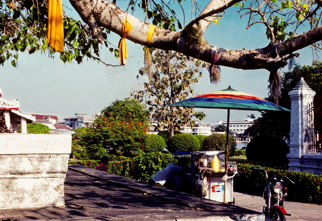 Bodhi Tree with Saffron Ribbons, Wat Arun, Bangkok