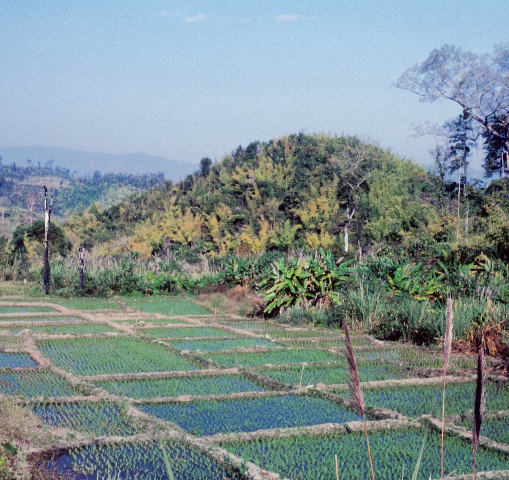 Rice Paddies near Burma, Hill Tribe Trek, TH 48-27