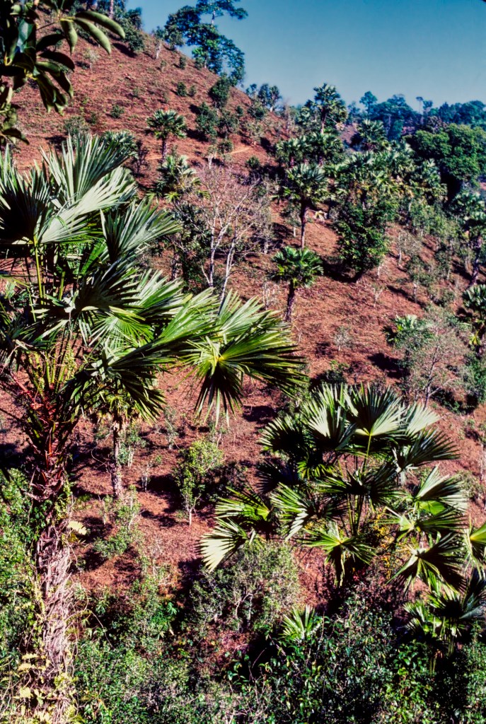 Pandanus Trees, Hill Tribe Trek, TH 48-24