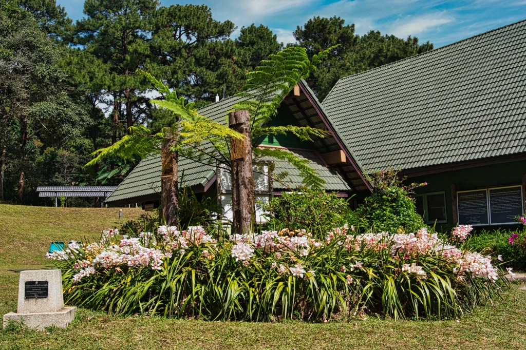 Cattleya orchids, Doi Suthep NP, Chiang Mai Prov., Thailand