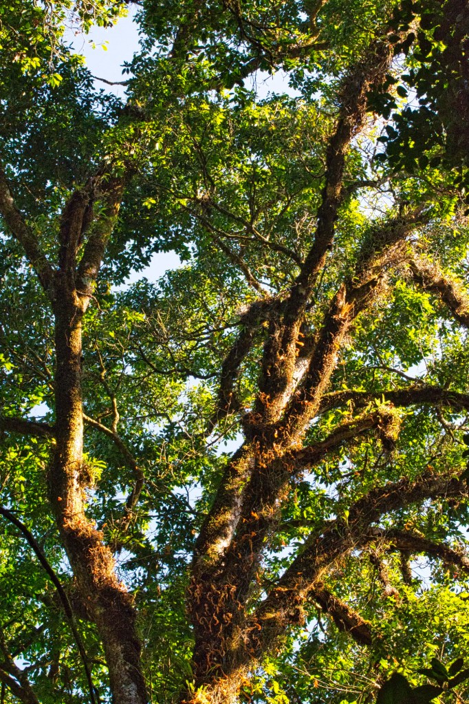 Epiphytes along a Trail, Doi Suthep NP, Chiang Mai Prov., Thailand