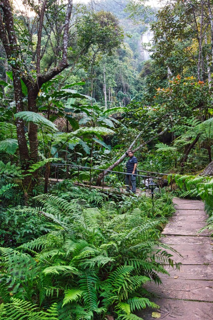 Mae Pan Trail, Doi Inthanon NP, Chiang Mai Prov., Thailand