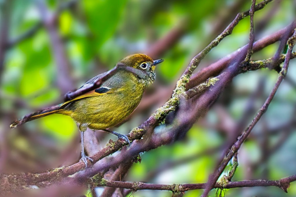 Chestnut-tailed Minla, Doi Inthanon Summit Trail, Chiang Mai Prov., Thailand
