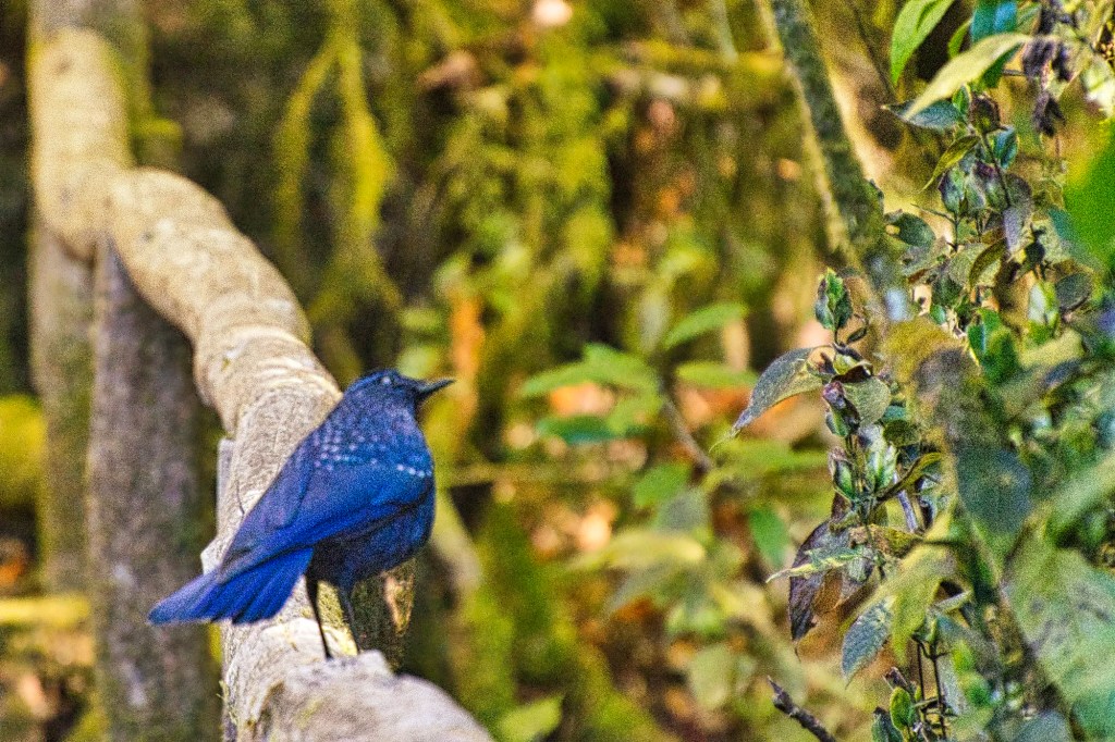 Blue Whistling-Thrush, Doi Inthanon Summit Trail, Chiang Mai Prov., Thailand