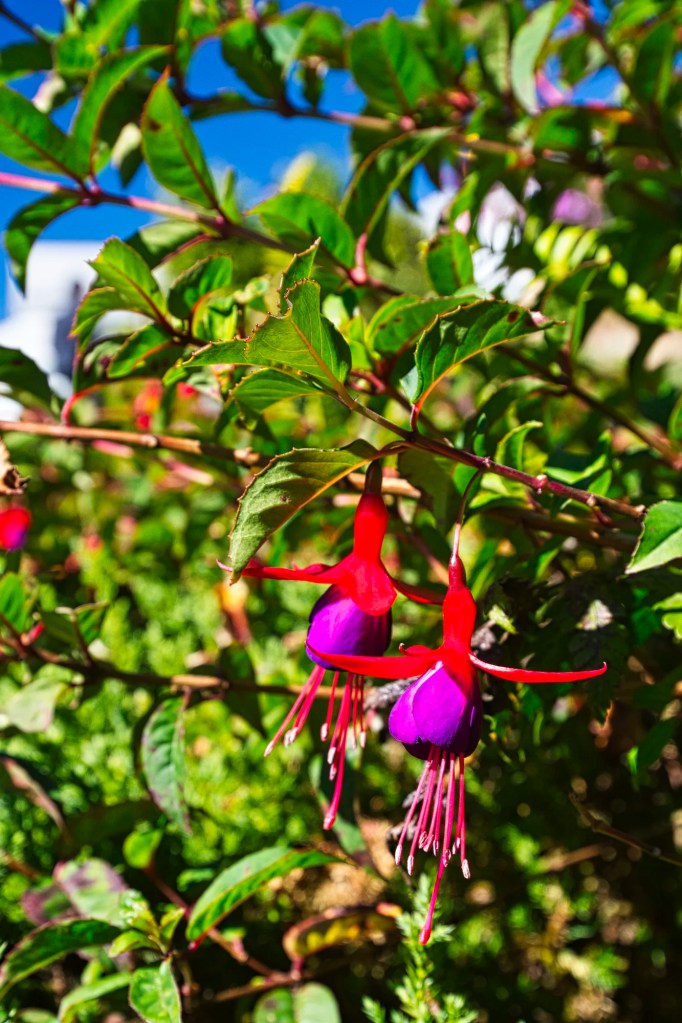 Hardy fuchsia, Doi Inthanon Pagoda Gardens, Chiang Ma Prov., Thailand