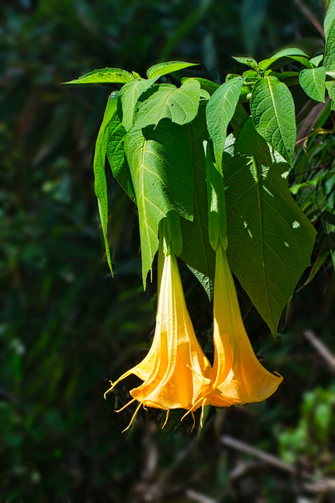 Golden angel’s trumpet, Doi Inthanon