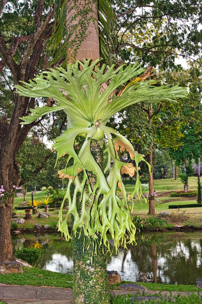 Elkhorn fern, Touch Star Resort, Doi Inthanon, Thailand