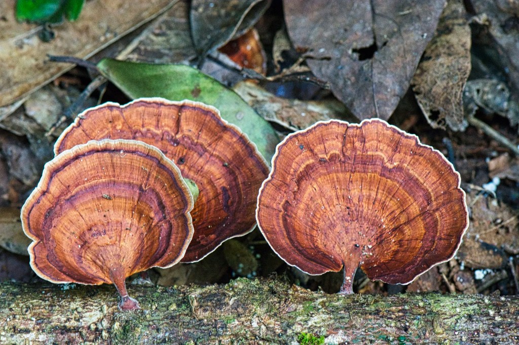 Microporus xanthopus, Doi Inthanon NP