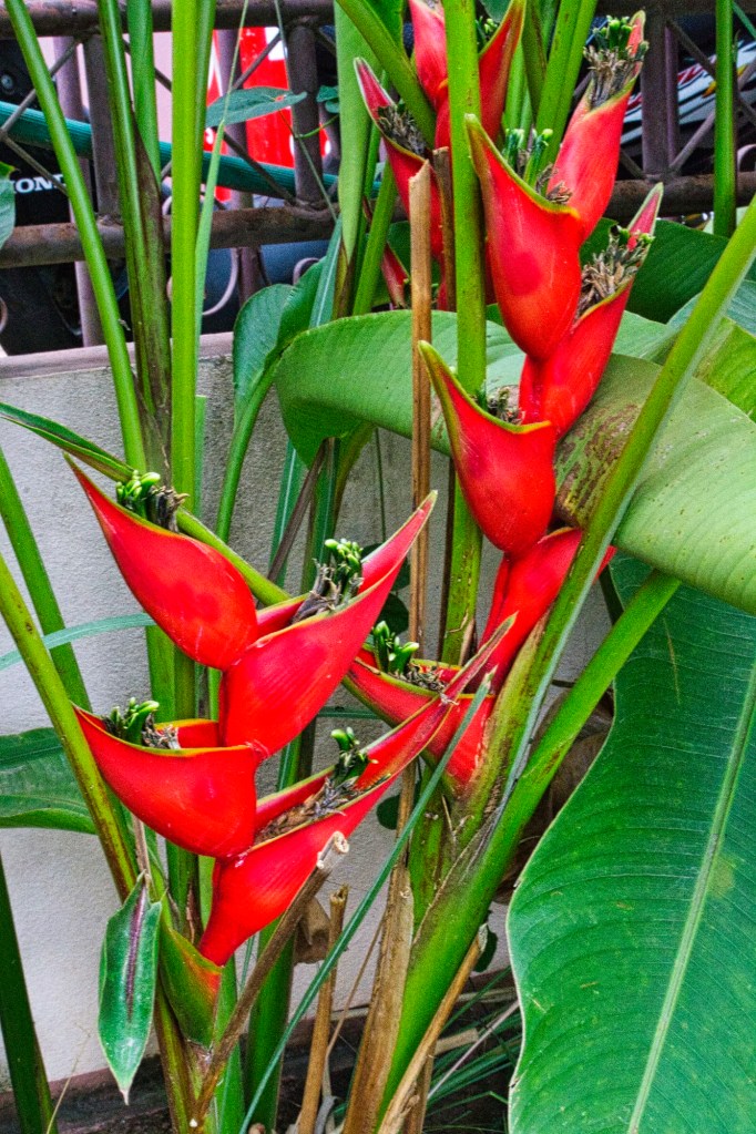 Shining bird of paradise, Chiang Dao