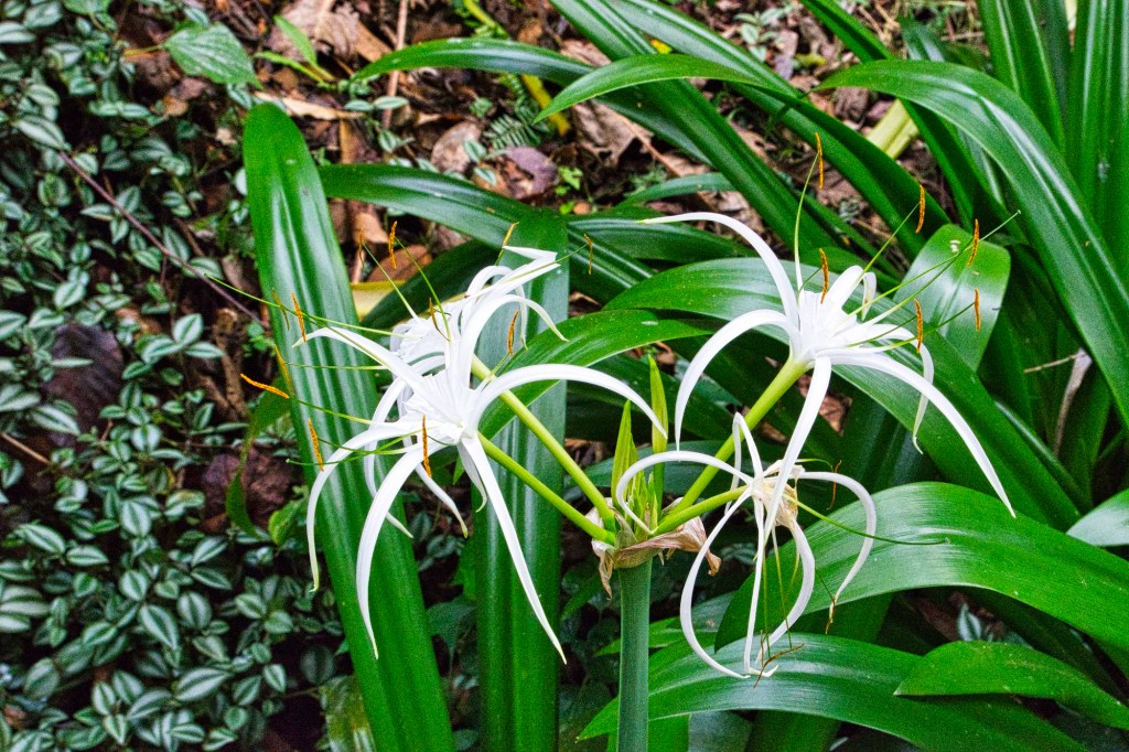 Beach Spider Lily, Wat Tham Pha Plong, Chiang Dao