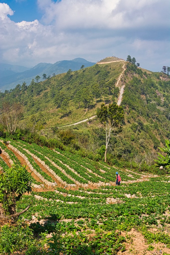 Ban No Lae Strawberry Farm View, Doi Ang Khang, Thailand