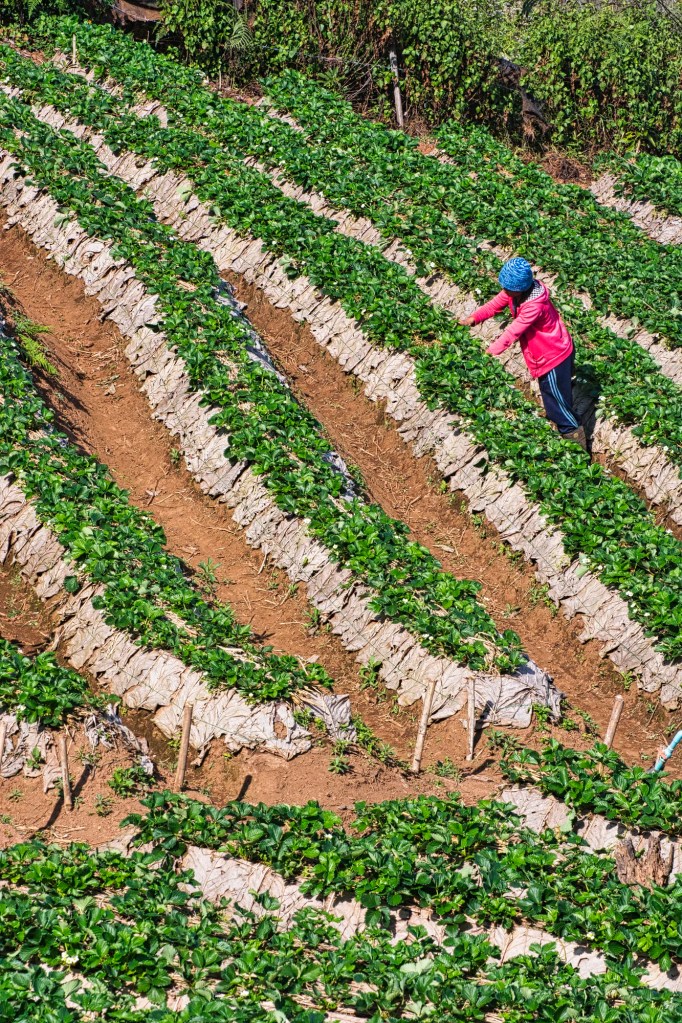 Ban No Lae Strawberry Farms, Doi Ang Khang, Thailand