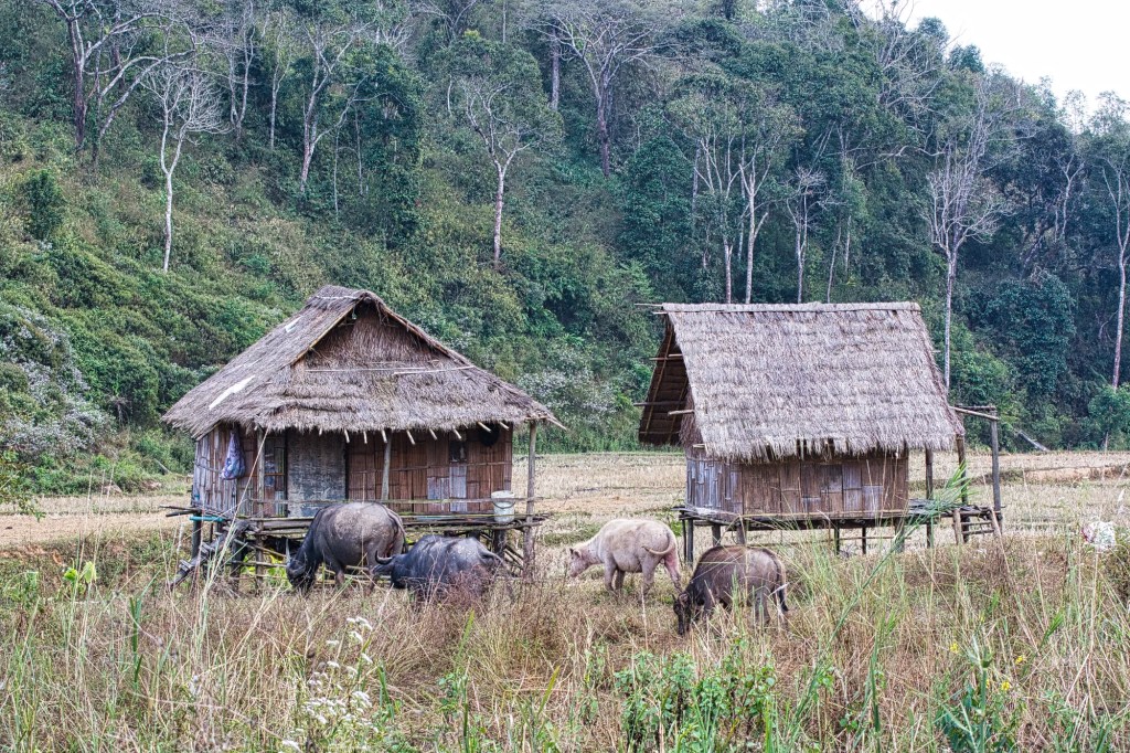 Rice Paddies, Doi Lang NP, Thailand