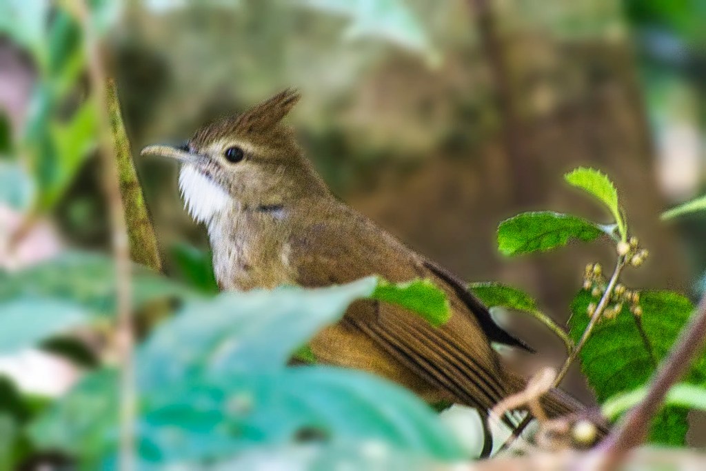 Ochraceous Bulbul, Kaeng Krachan NP, Thailand