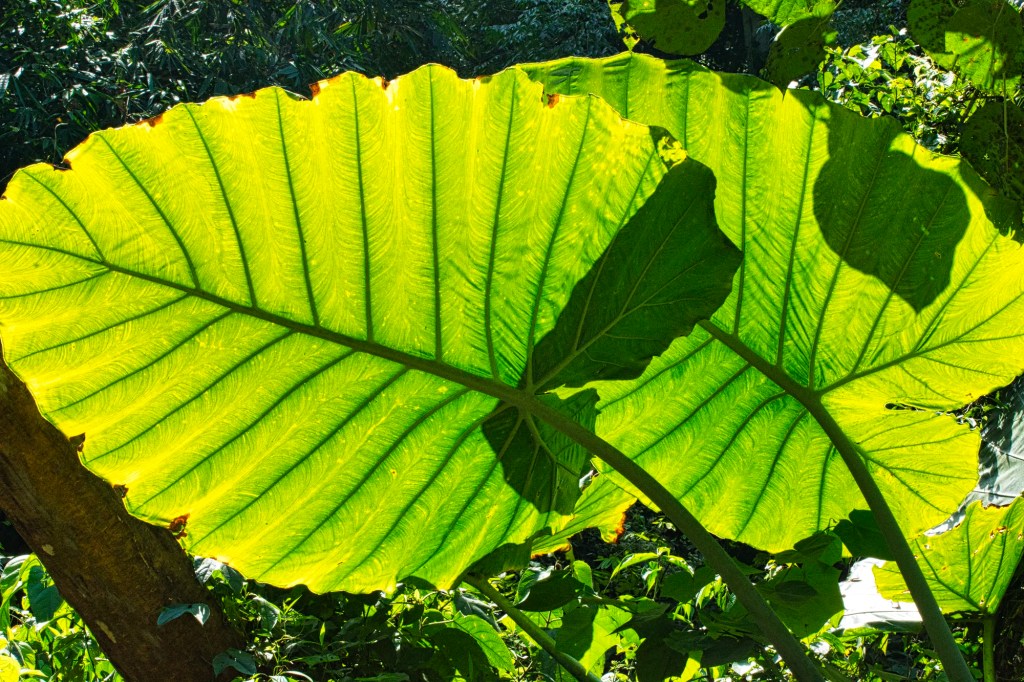 Night-scented Lily, Kaeng Krachan NP, Thailand