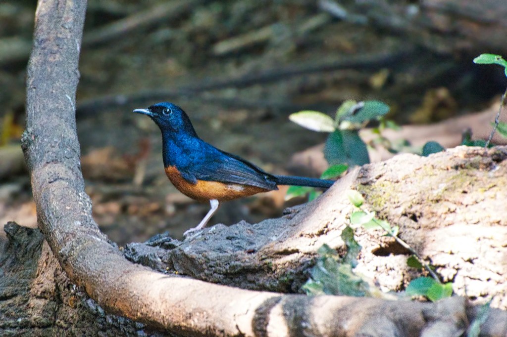 White-rumped Shama, Kaeng Krachan NP, Thailand