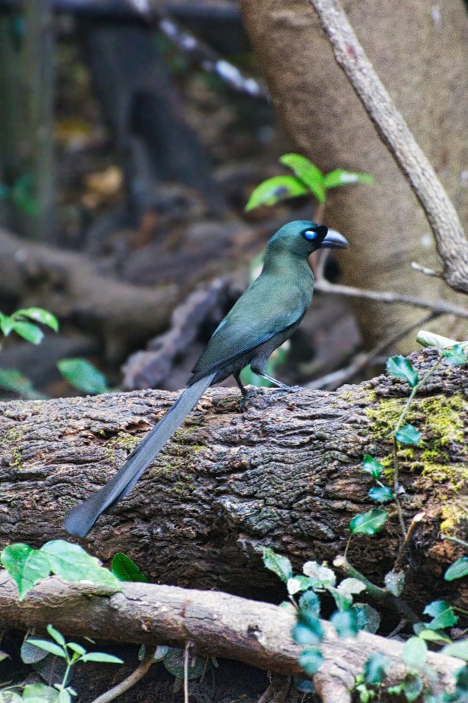 Racket-tailed Treepie, Kaeng Krachan NP, Thailand