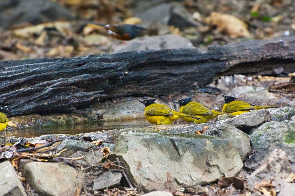 Black-crested Bulbul, Kaeng Krachan NP, Thailand