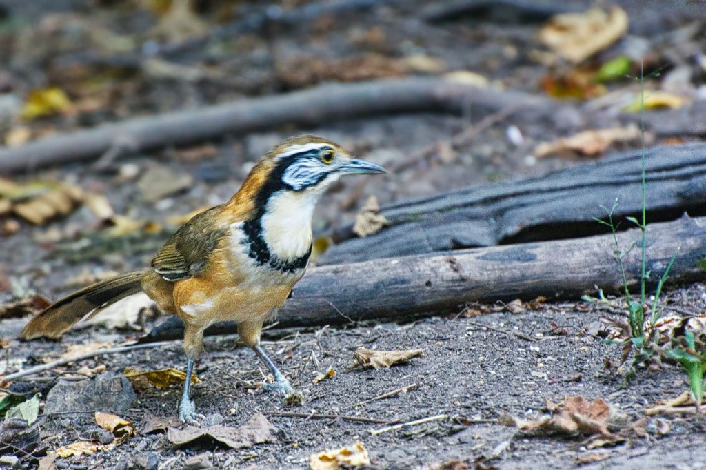 Greater Necklaced Laughingthrush, Kaeng Krachan NP, Thailand