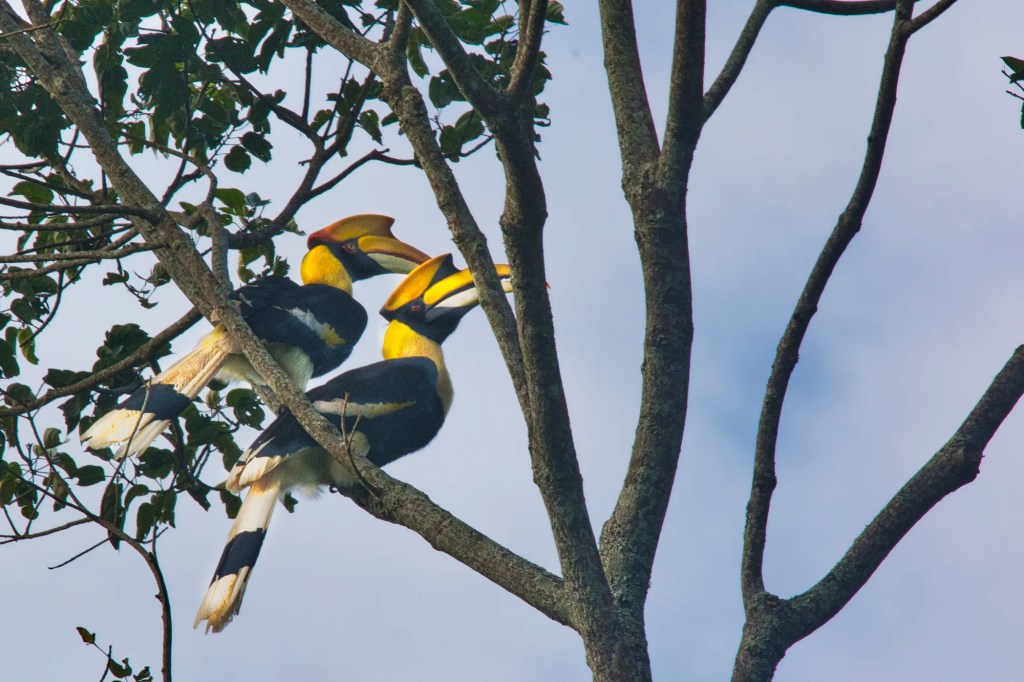 Great Hornbills, Kaeng Krachan NP, Thailand