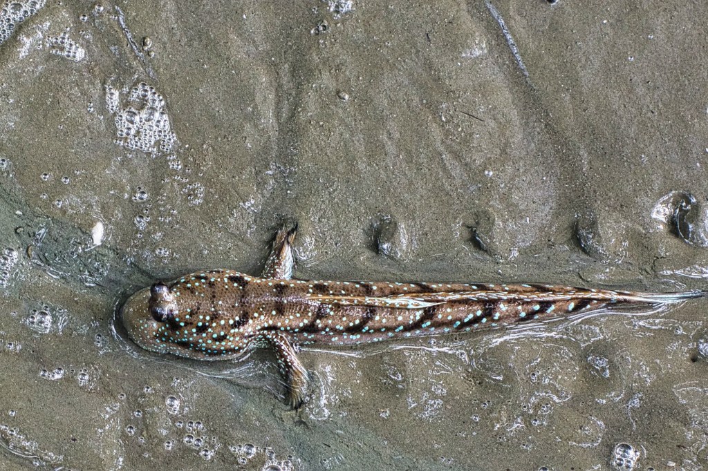 Mudskipper, Laem Phak Bia, Thailand