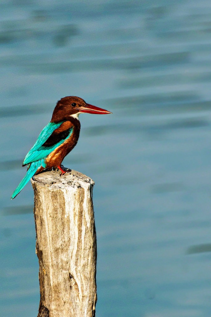White-throated Kingfisher, Laem Phak Bia Project, Thailand