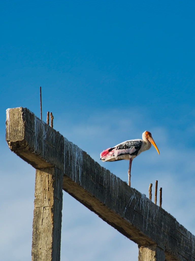 Painted stork, Laem Phak Bia Salt Pans, Thailand