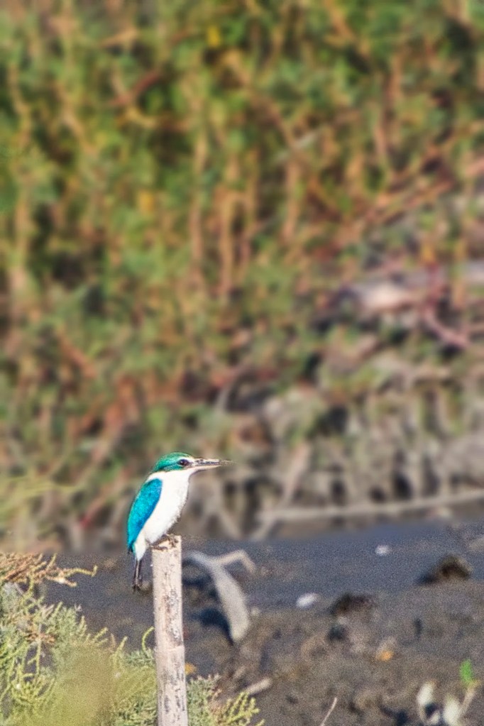Collared Kingfisher, Laem Phak Bia Project, Phetchaburi, Thailand