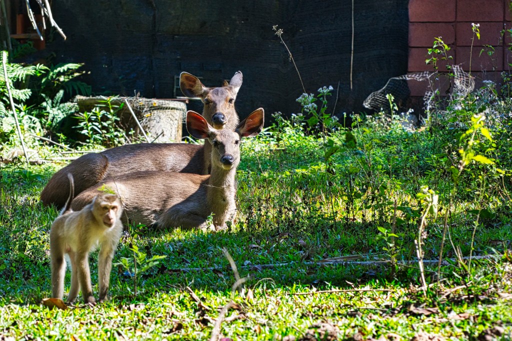 Macaque and his Dear Friends, Khao Yai NP, Thailand