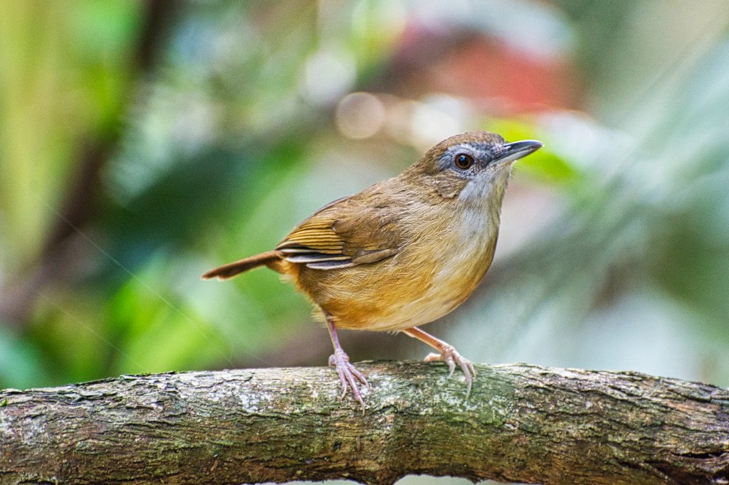 Abbott's Babblers, Pha Kluai Mai area, Khai Yai NP