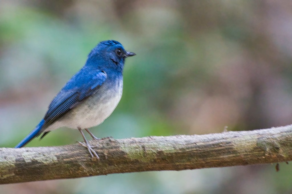 Hainan Blue Flycatcher, Pha Kluai Mai area, Khai Yai NP