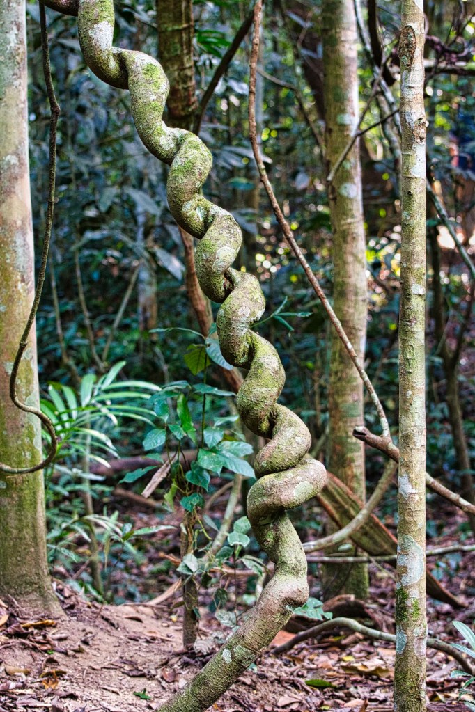 Jungle Vine, Khao Yai NP, Thailand