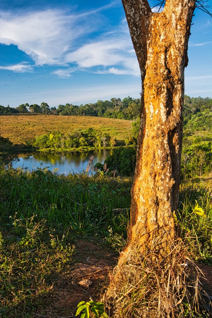 Pond on Trail B, Khao Yai NP, Thailand