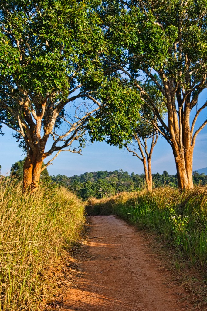 Trail B, Khao Yai NP, Thailand