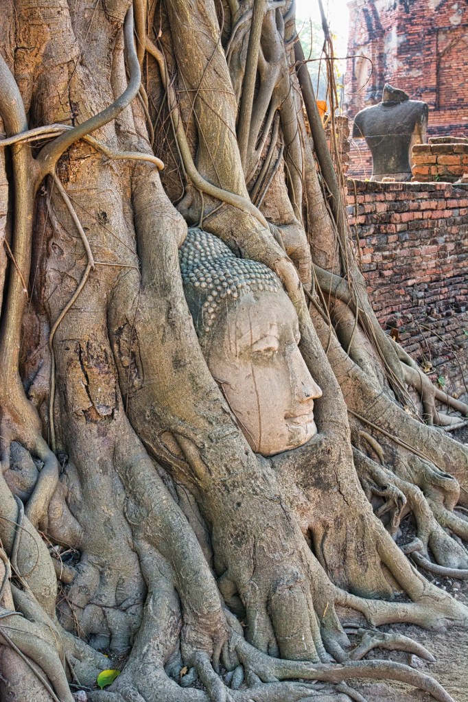 Buddha in Bodhi Roots, Wat Mahatat, Ayutthaya