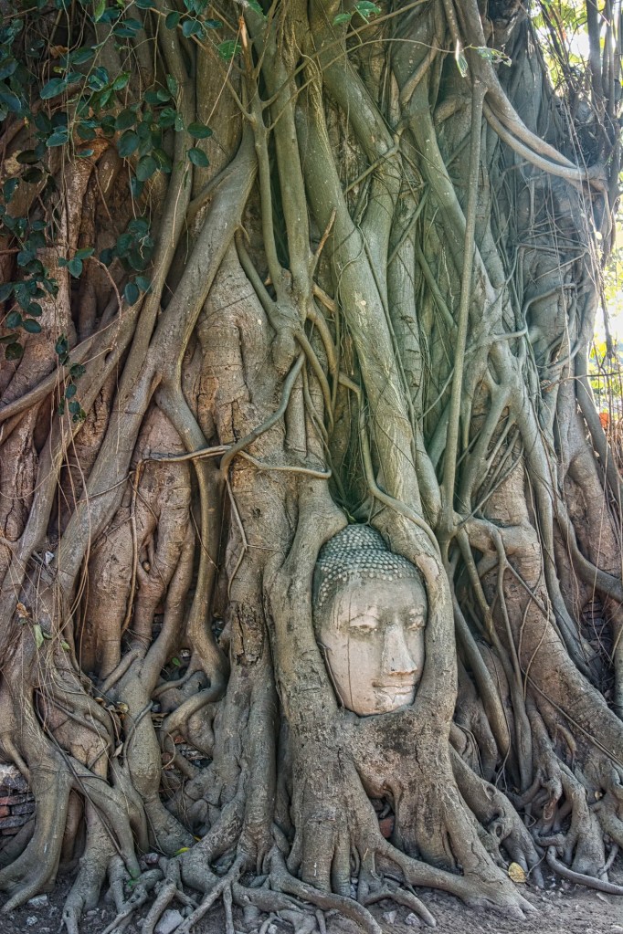 Buddha in Bodhi Roots, Wat Mahatat, Ayutthaya