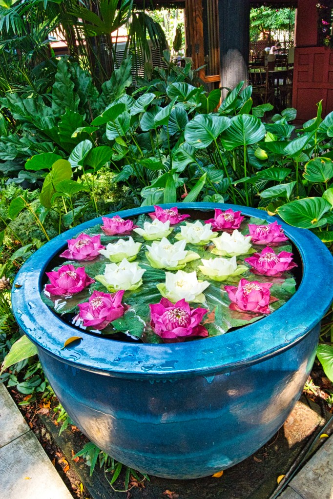 Indian Lotus Flowers, Jim Thompson House, Bangkok, TH