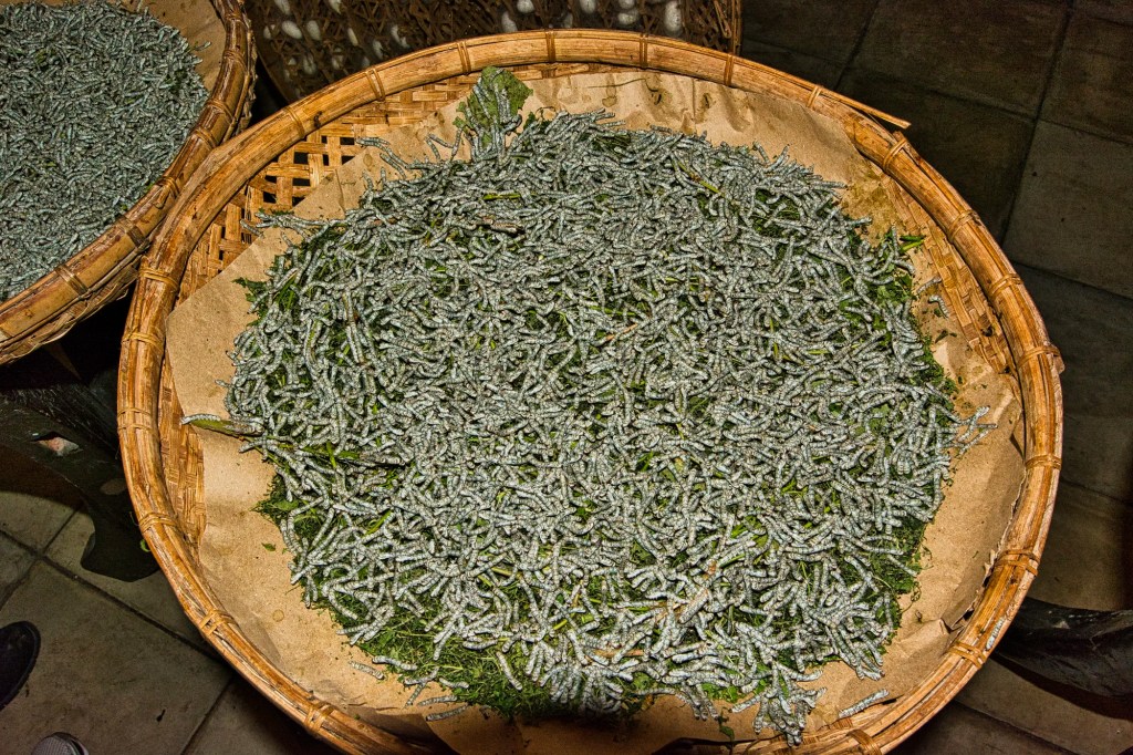 Silk Worms, Jim Thompson House, Bangkok, TH