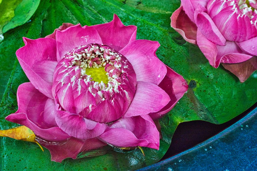 Indian Lotus Flowers, Jim Thompson House, Bangkok, TH